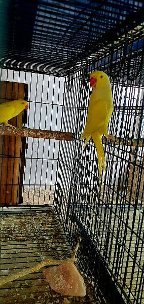 Yellow RinGneCk Breeder pair