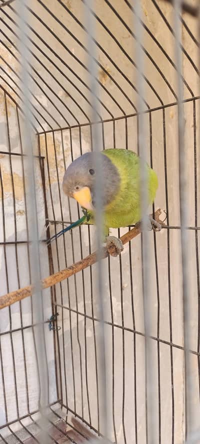 03128640925 is number pe rabta Karen