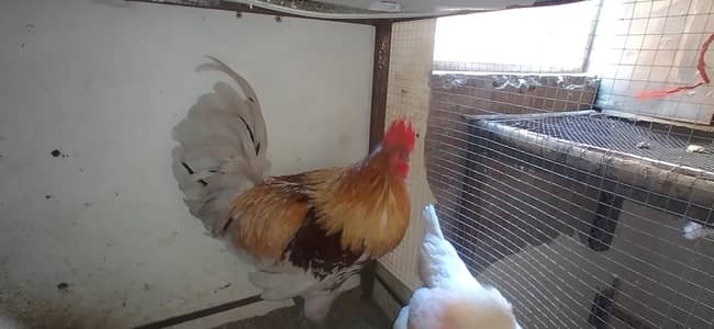 GHAR KA PALA PURE DESI COCK