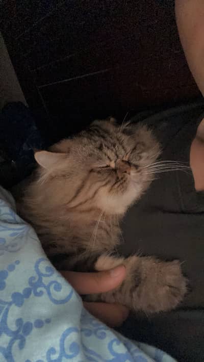 triple coat siberian male cat ready for mating. . . . need of a female cat