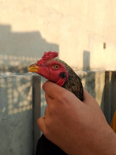 aseel pair for sale 03147322389