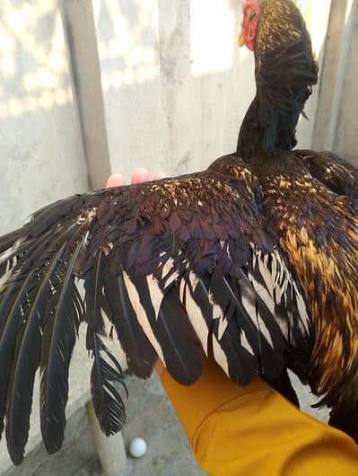 aseel pair for sale 03147322389