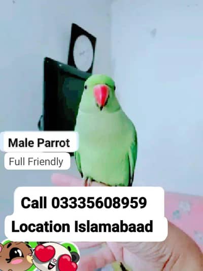 Hand Tamed Full Friendly Green Ring Neck Male Parrot Jumbo Size
