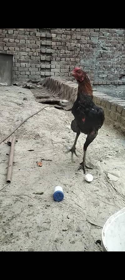 achi hight or Thai patha Hy