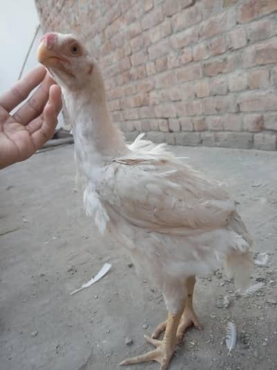 indian parot beak aseel for sale paper white ha whatsaap 03332745762