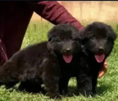 German Shepherd long coat show quality puppies