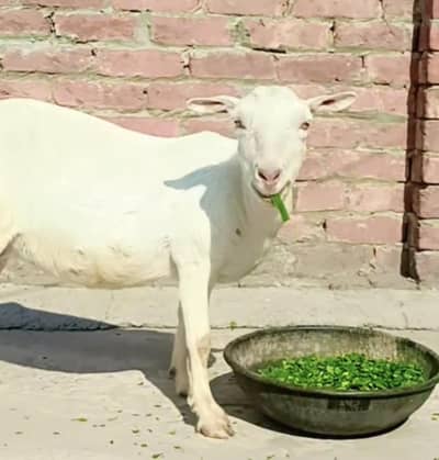 Teddy Ghaban bakri for sale