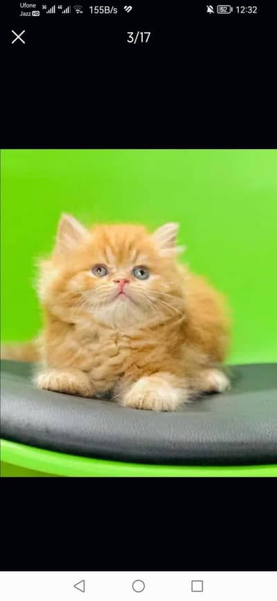 Punch face Persian kitten