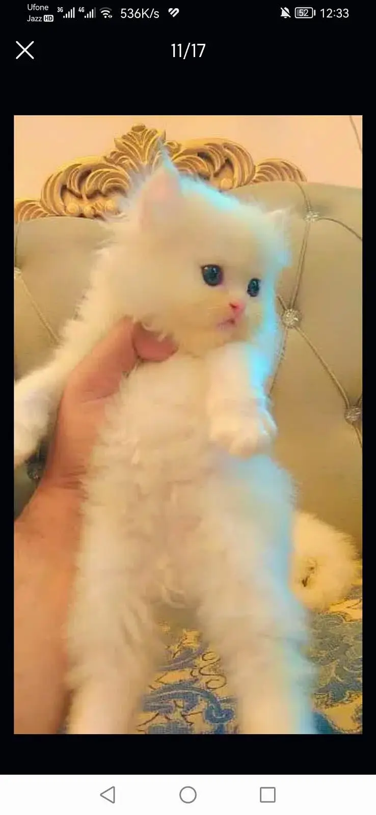 Punch face Persian kitten — photo 7