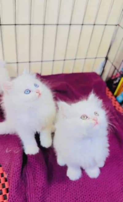Persian Cats & Kittens for Sale may WhatsApp 03472175246