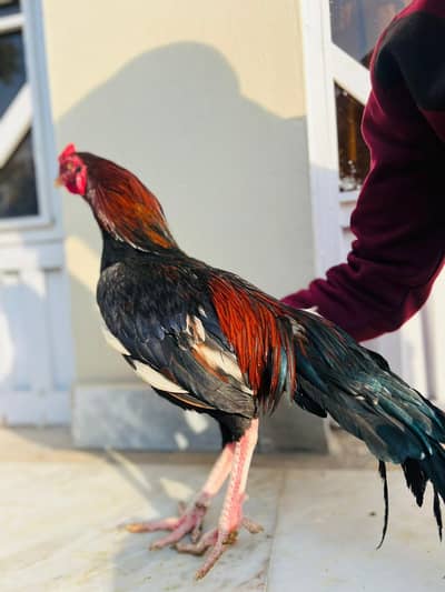 pure miawali patha for sale