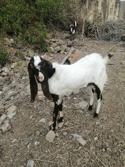 Breeder bakra 2026 best price