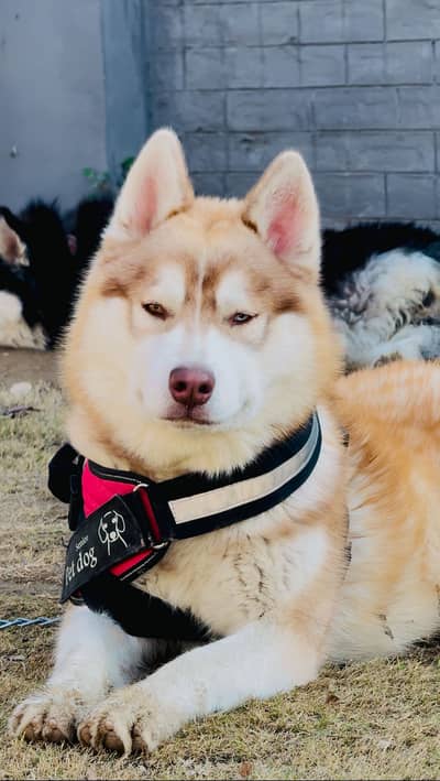 siberian husky pedigree