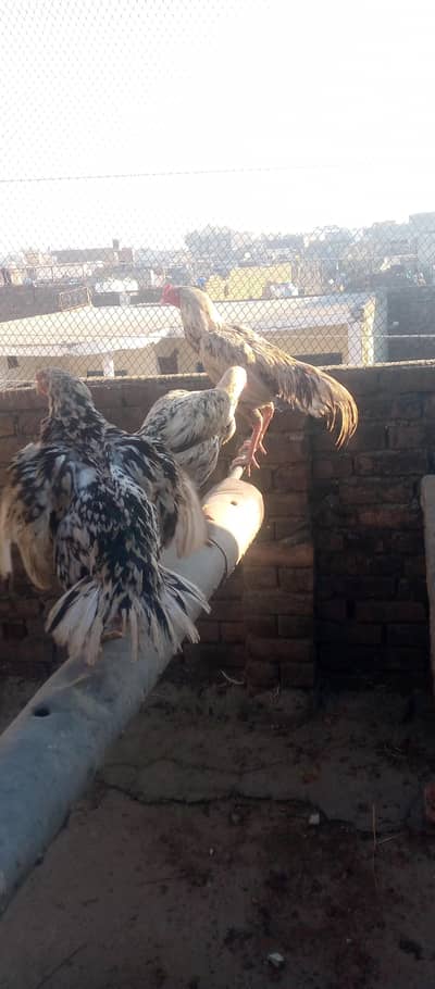 cheena pair trio for sale