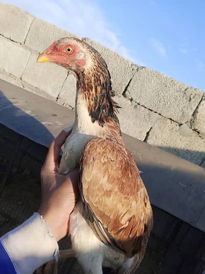 pure mianwali aseel madi for sale Whatsapp no 03425435312