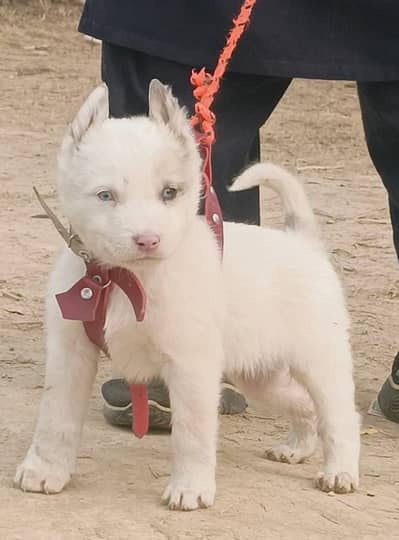 Siberian Husky male dog for sale