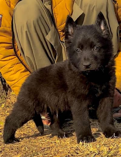 Black German Shepherd long coat male dog for sale