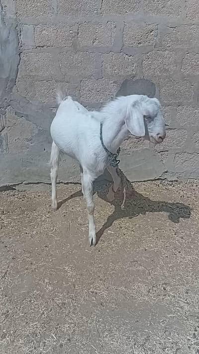 Gulabi bakra full active  O3377SOl888