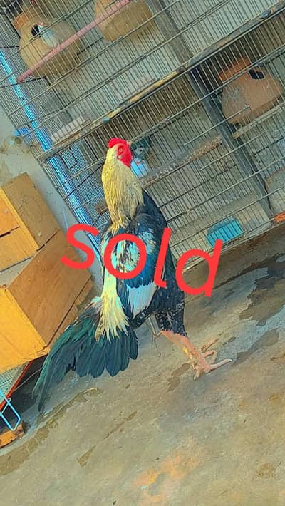 aseel Java patha age 1 year