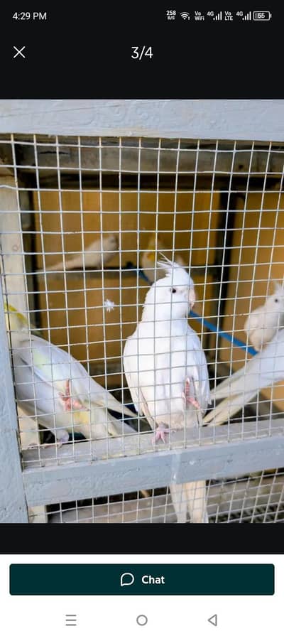 2 pairs cocktail and 6 pieces males and females adult 2 years age