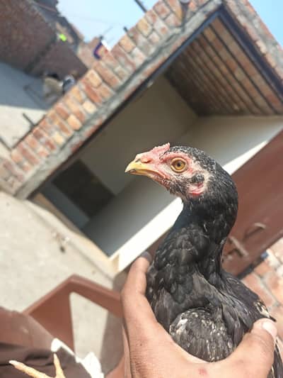 aseel blood mai bilkul active hain