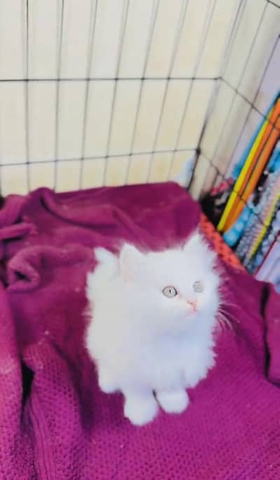 Persian Cats & Kittens for Sale may WhatsApp 03472175246