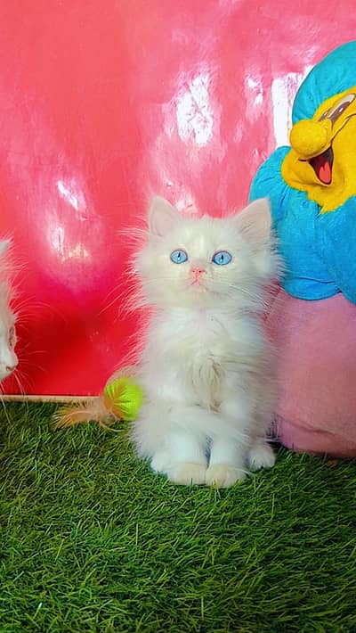 Persian Kittens Triple Coated