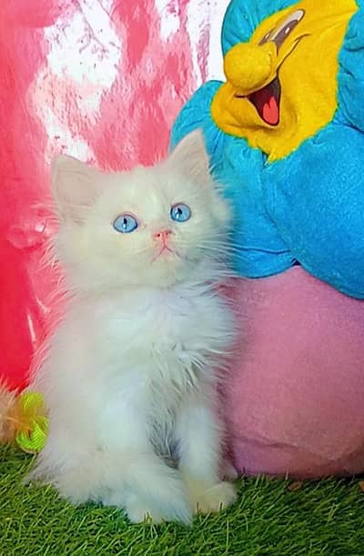 Persian Kittens Triple Coated