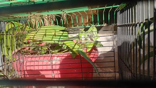 beautiful and healthy parrot female