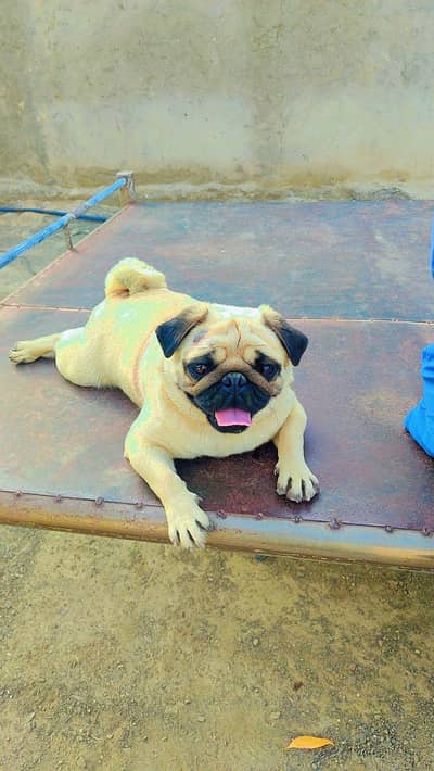 pug puppies 03425655411