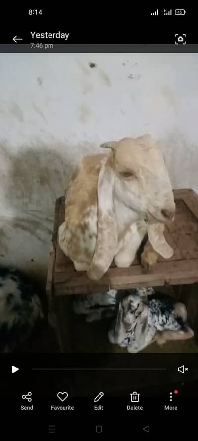 Makha cheena bakri for sell | Contact: 03132553189