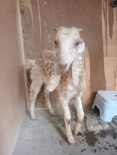 Makha cheena bakri for sell | Contact: 03132553189