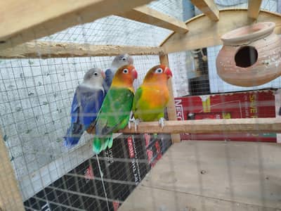 Fisher Love Bird with Cage