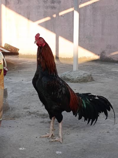 Thai cross Aseel lakha male