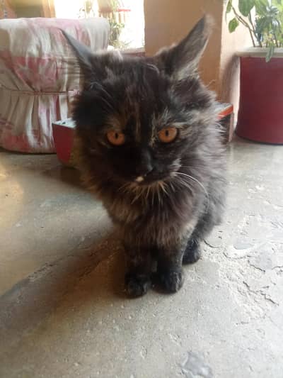 moggi persian  03476391142wtsp