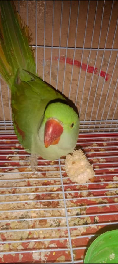 10/10 Hai Ghr Ki Bread Hai Rate Final Hai {03122814129}