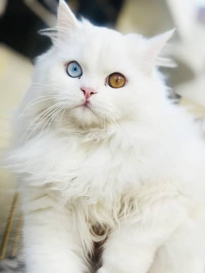 Persian Cat 3rd Coat