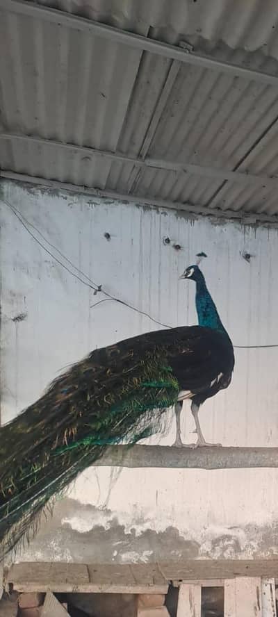 Peacock Male  Exchange With Female Peacock