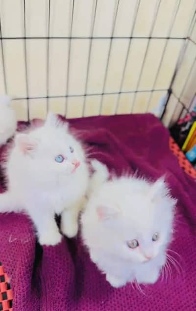 Persian Cats & Kittens for Sale may WhatsApp 03472175246