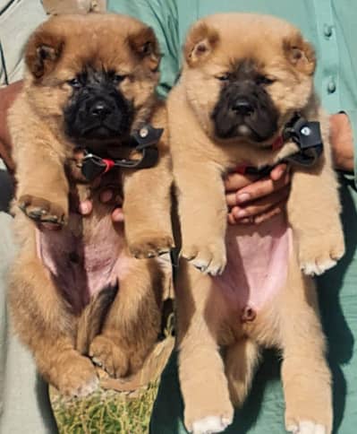 Turkish Kangal dog puppy pair,03051900925