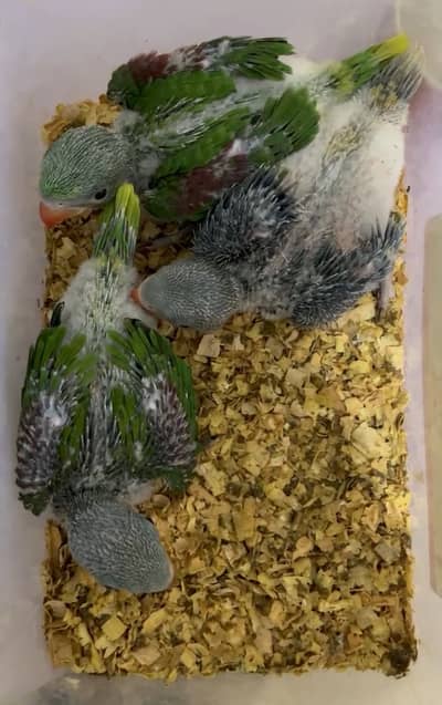 Pahari parrot chick available for sale raw parrot