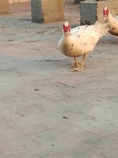 muj duck mail for sale