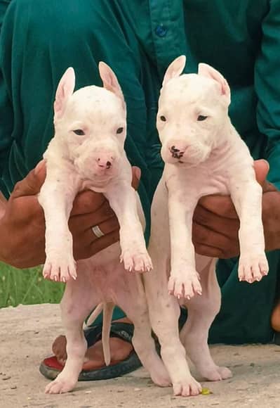 Guwahati gultair pair 50 days for sale