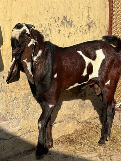 Beetal Bakra for sale 03253897973