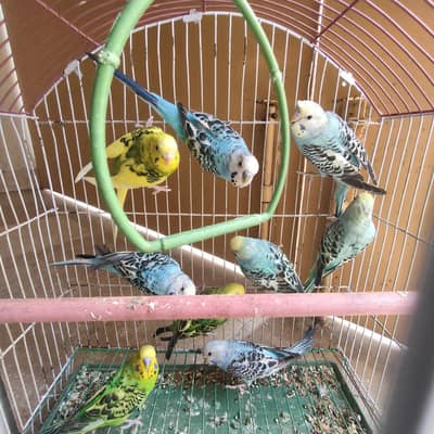 Budgies pairs