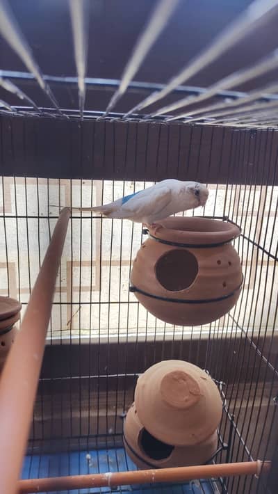 White female budgie