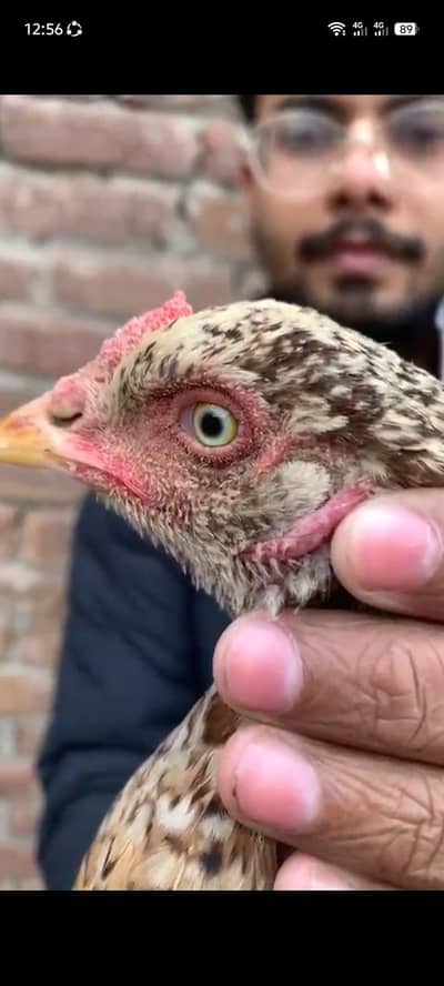 Adnan Aseel 03076748257