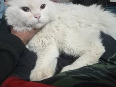 Persian male cat for sale
