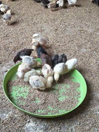 Golden masri Chicks available. .