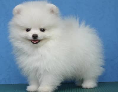 Pomeranian puppies 03425655411